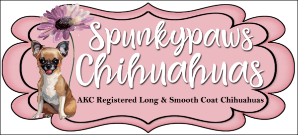 Spunkypaws Chihuahuas